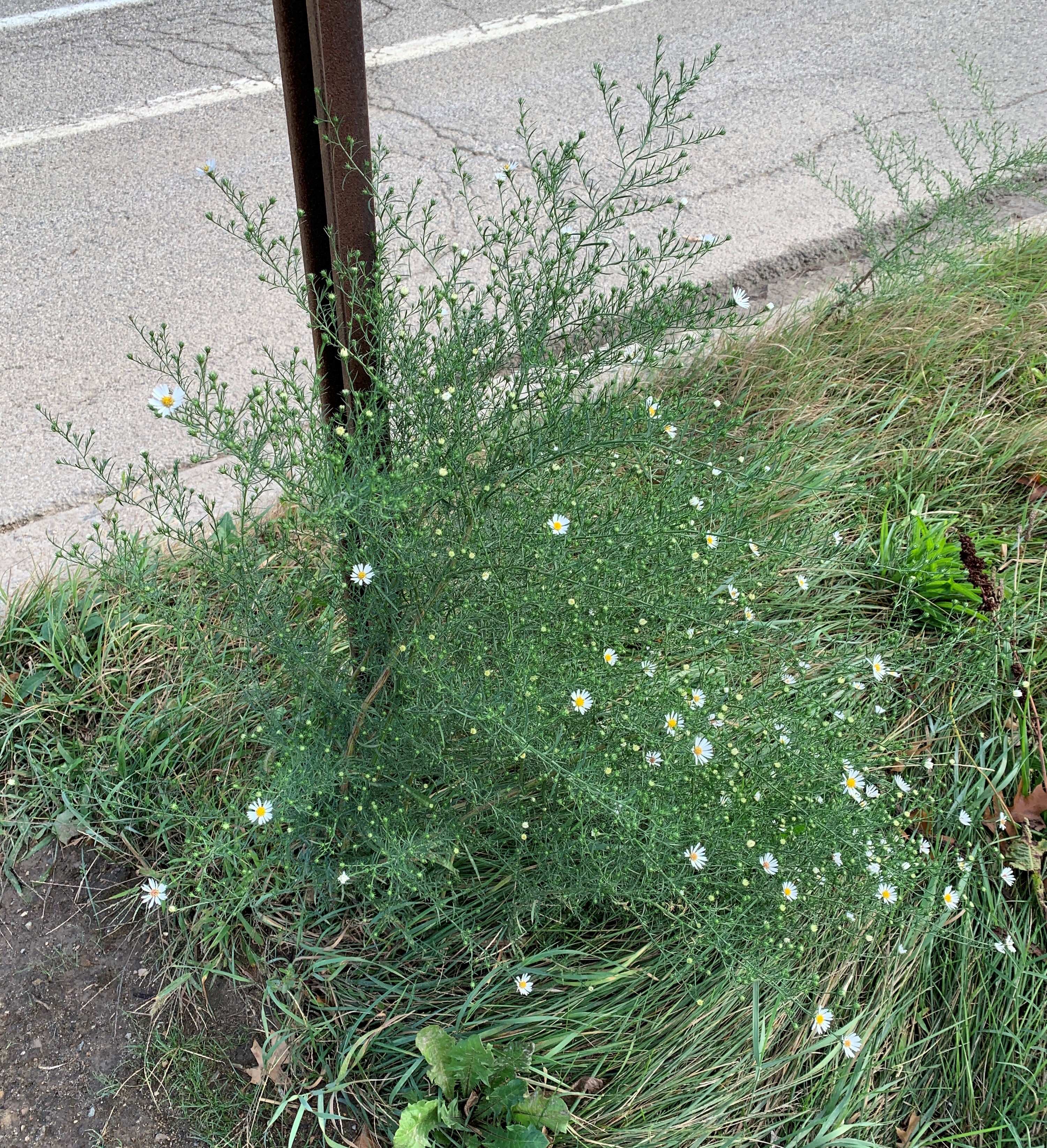 Frost aster 